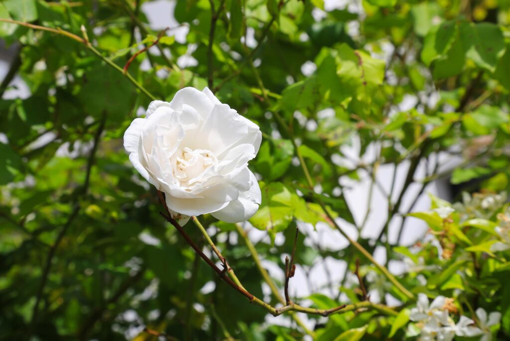 La Rose Blanche